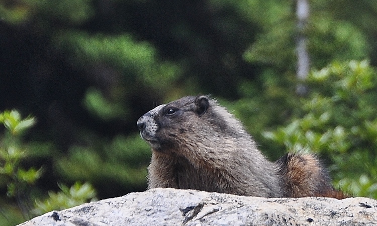 marmot on rock